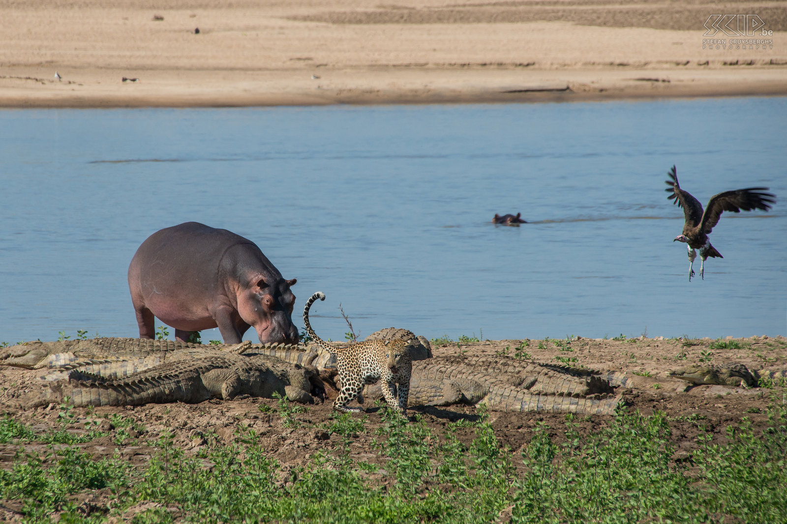 South Luangwa - Luipaard, nijlpaard en krokodillen Alsof het nog niet genoeg actie is komt ook een nijlpaard uit het water om een kijkje te komen nemen en komen de gieren er ook al bij zitten.  Stefan Cruysberghs